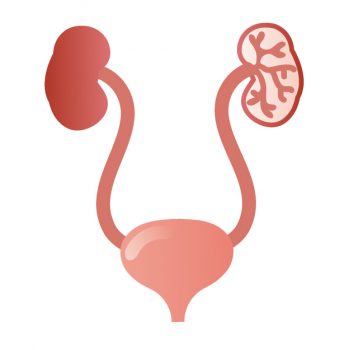 腎臓と尿管と膀胱