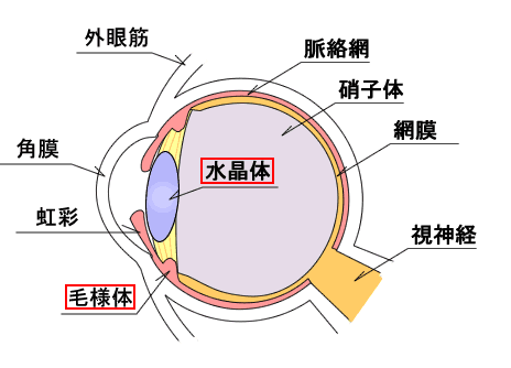 目の仕組みと視力低下 近視 の原因と症状について Joyplotライフ