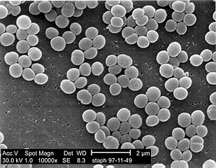 黄色ブドウ球菌（Staphylococcus aureus）の拡大写真