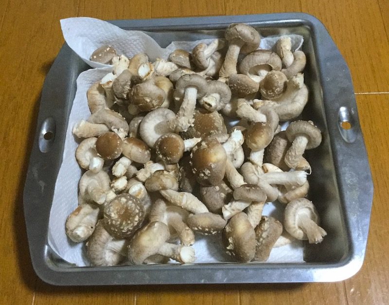 シイタケ栽培キットで収穫できた椎茸