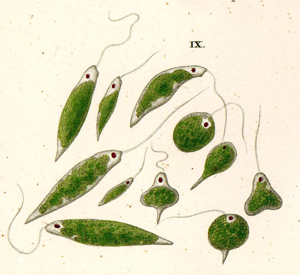 ミドリムシ Euglena viridis の図