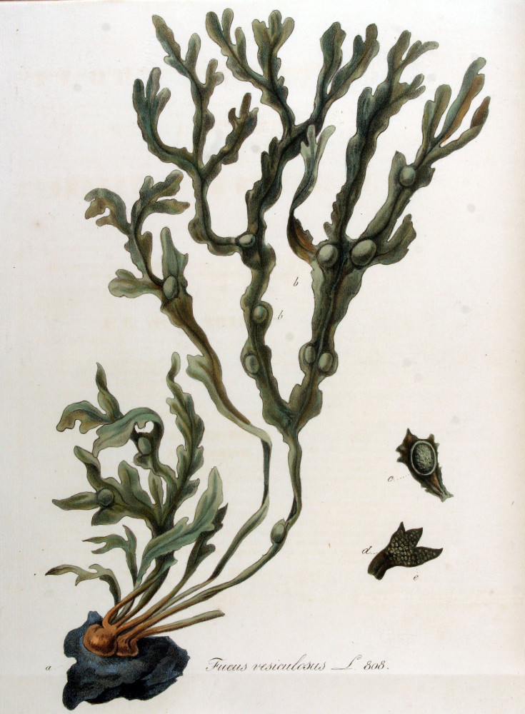 ヒバマタ Fucus vesiculosus の図