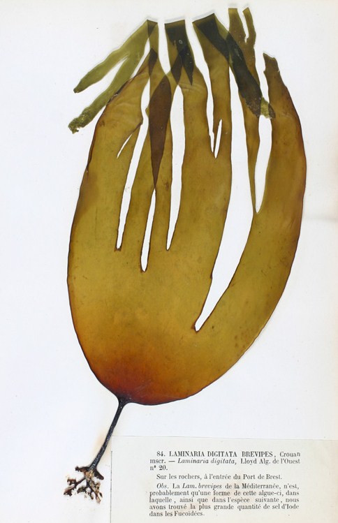 コンブ類の一例 Laminaria digitata の標本画像