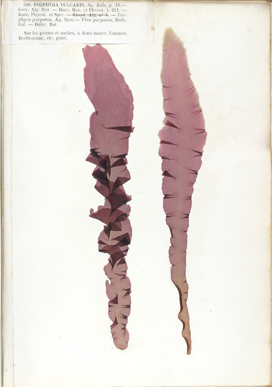 ノリのなかま（Porphyra purpurea）の標本画像