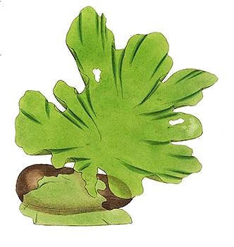 アオサ（Ulva lactuca）の図